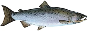 Illustration of a salmon fish.