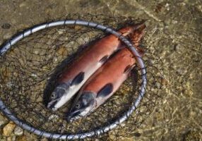 2 fresh caught kokanee salmon laying in a fishing net