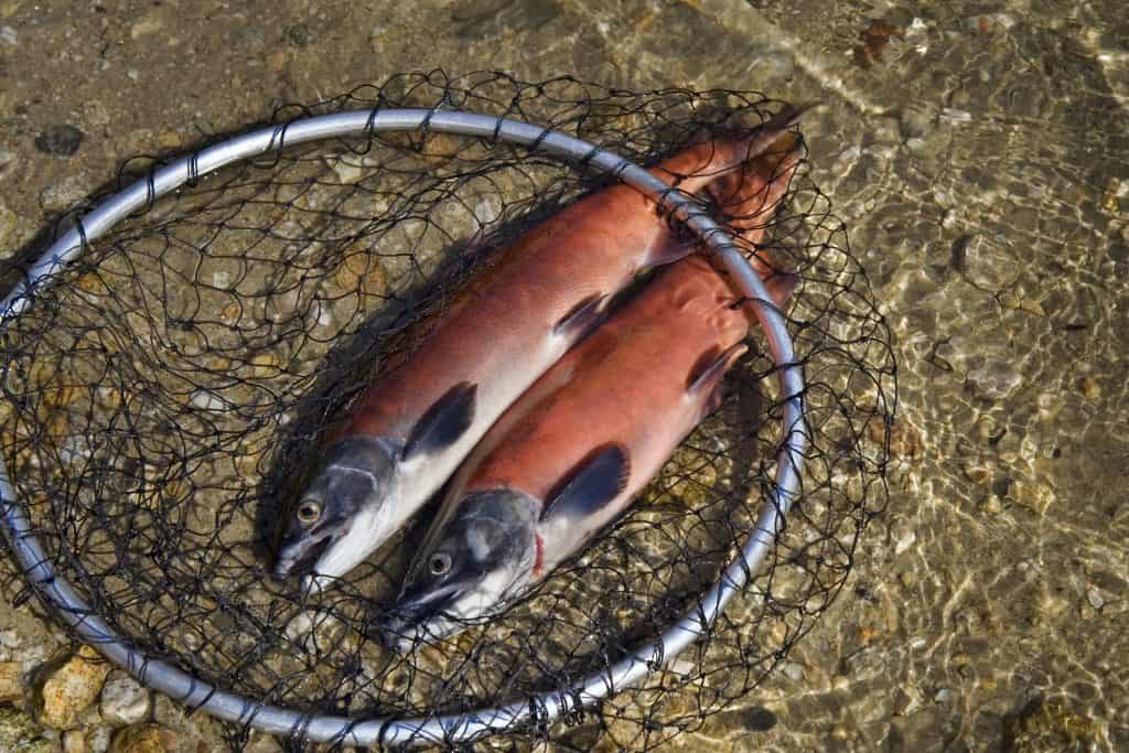 2 fresh caught kokanee salmon laying in a fishing net